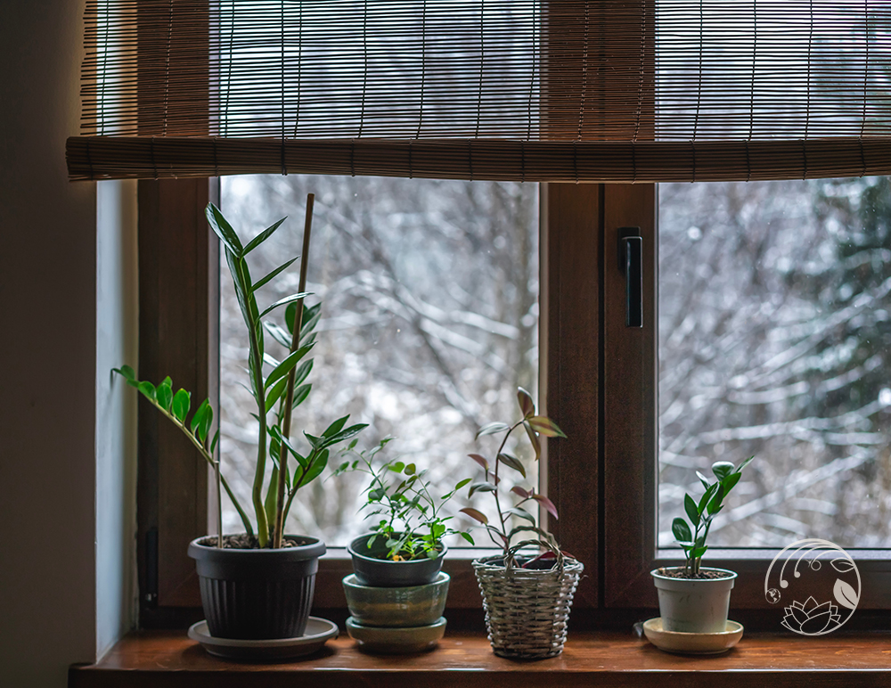 Green in the Gloom: Finding Rest and Renewal for You and Your&nbsp;Plants