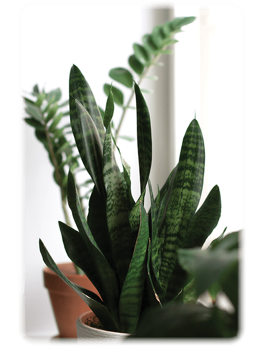 Snake plants and zz plant close-up