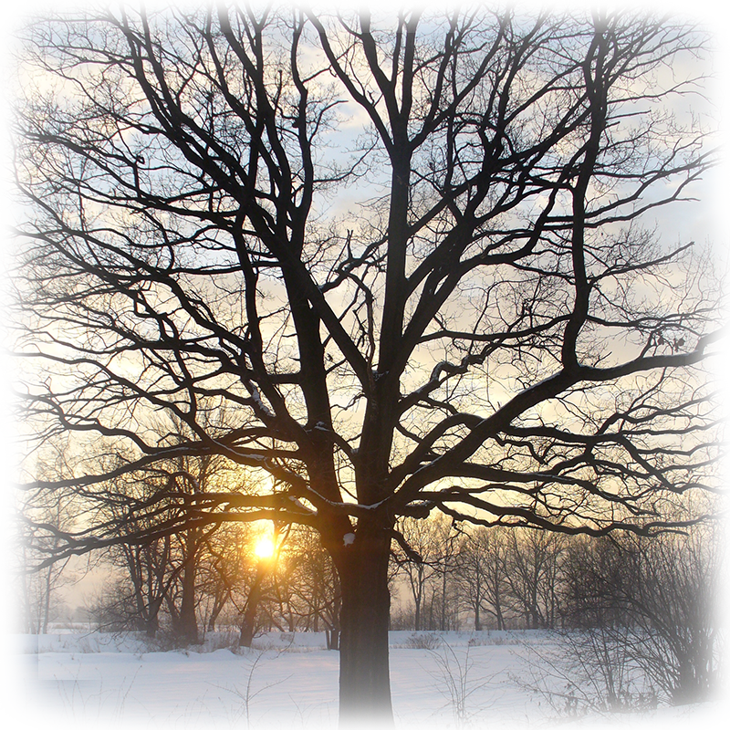 Bare winter branches at dusk, signaling the shorter days of the season.
