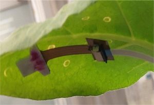 sensor attached to the underside of a tobacco leaf.
