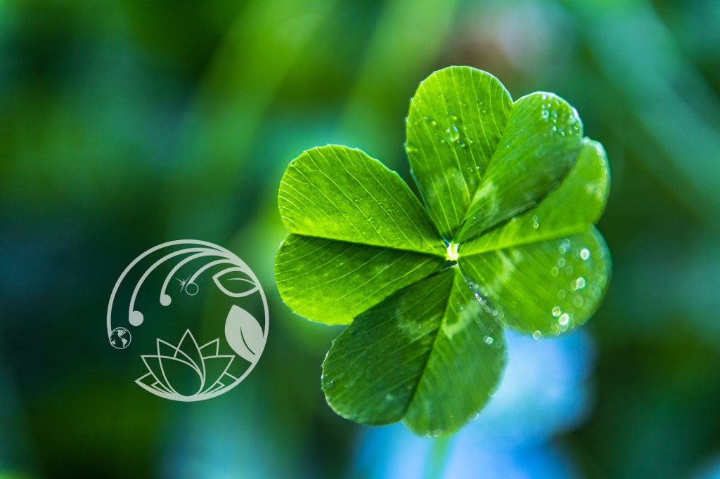 Clover, the Tiniest Symbol of&nbsp;Serendipity