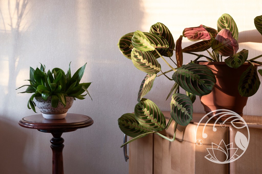 Demystifying Nyctinasty: How plant movement is shaping the future of&nbsp;technology.