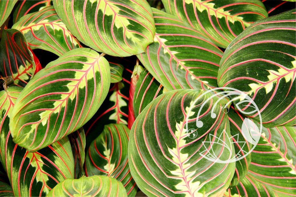 The Red Prayer Plant: A Dazzling Beauty with a Mysterious&nbsp;Ritual
