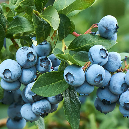 Redberries? Blueberries? UV&nbsp;Berries?