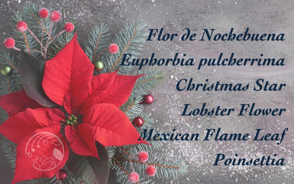 The Poinsettia’s Journey Through Time: A Symbol of&nbsp;Celebration