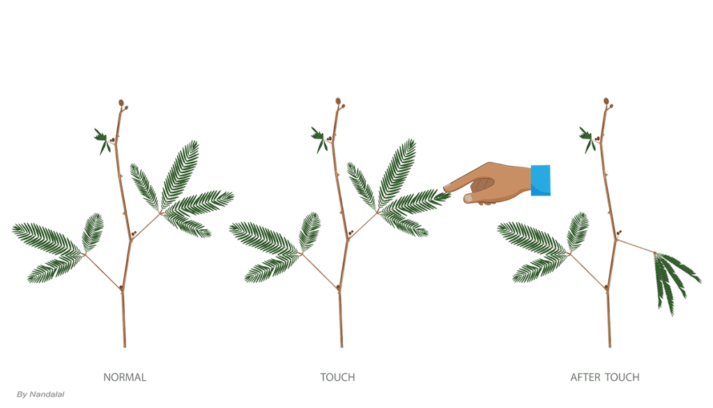 Touch Response in Mimosa pudica: This fast leaf-folding reaction, called seismonasty, is triggered by the same touch-sensitive channels involved in slower responses like thigmomorphogenesis.