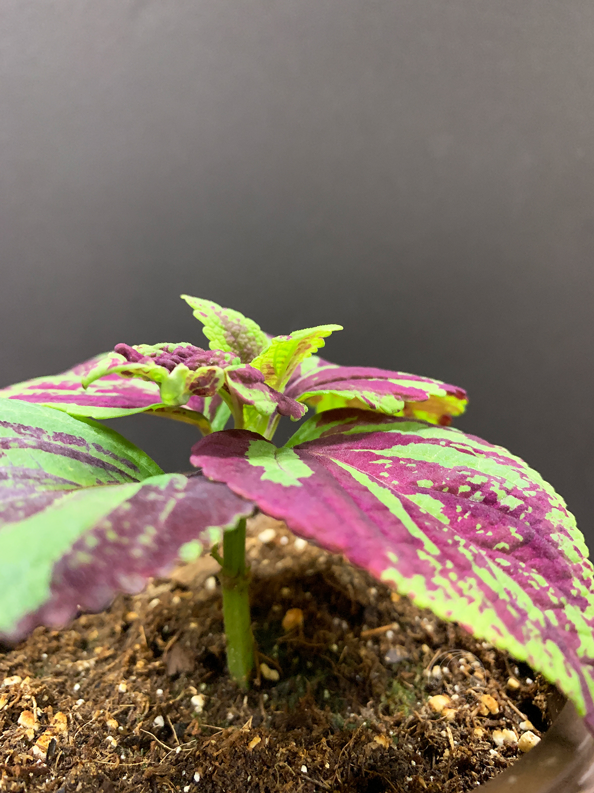 Summer’s Painted Leaves: Coleus in Color – Third Orbit Flora