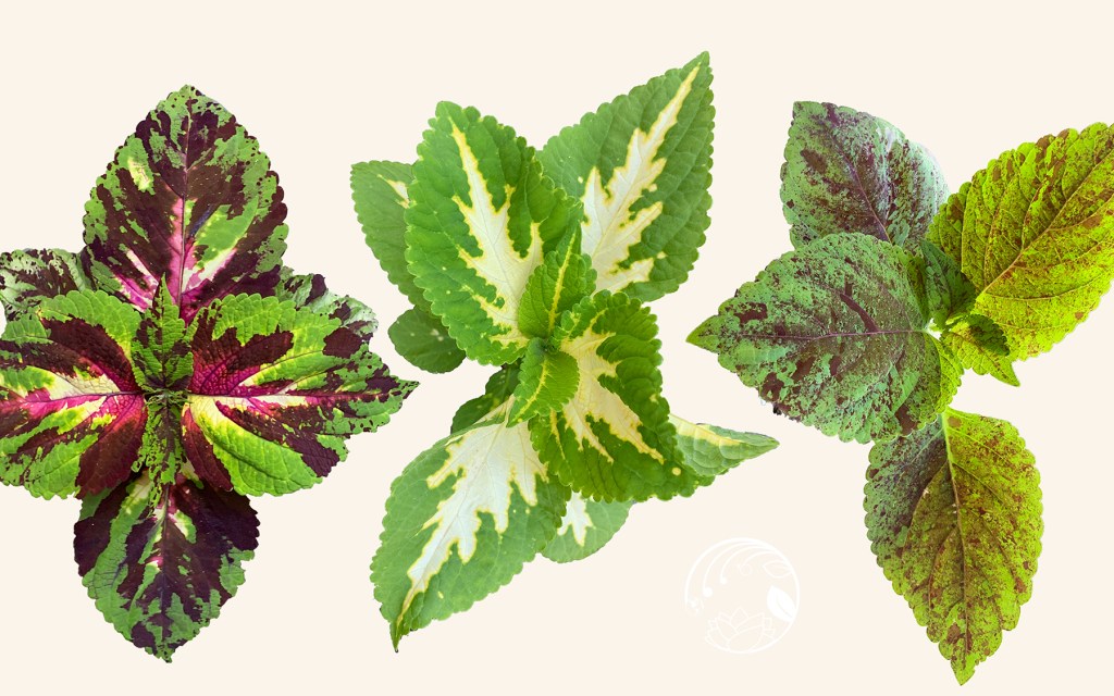 Summer’s Painted Leaves: Coleus in&nbsp;Color